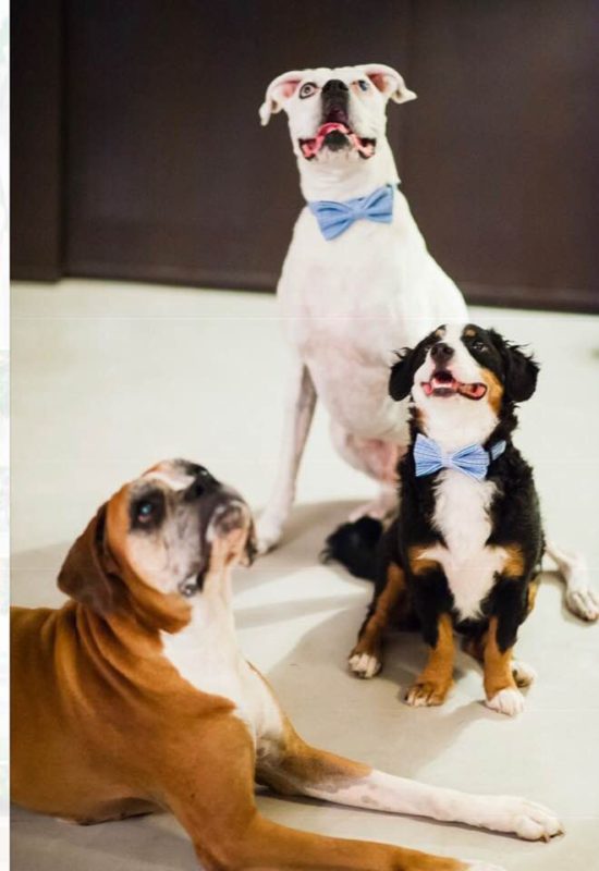 Dog Children