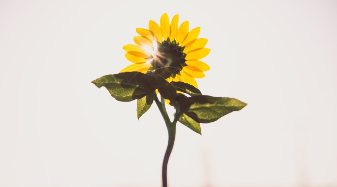 Sunshine
