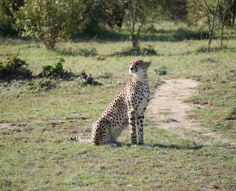 Masai Mara, Kenya