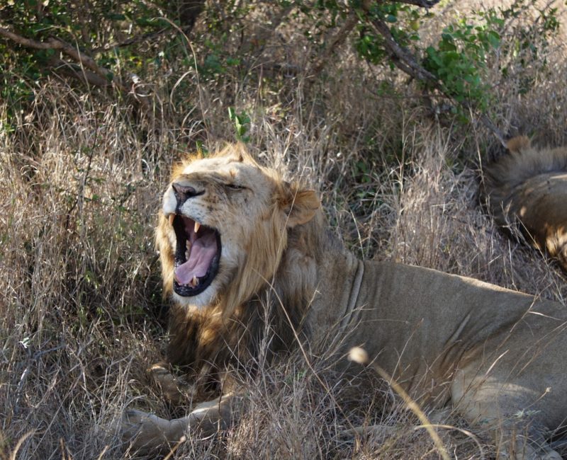 Laikipa, Kenya