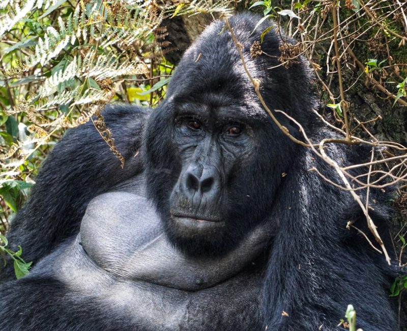 Bwindi, Uganda